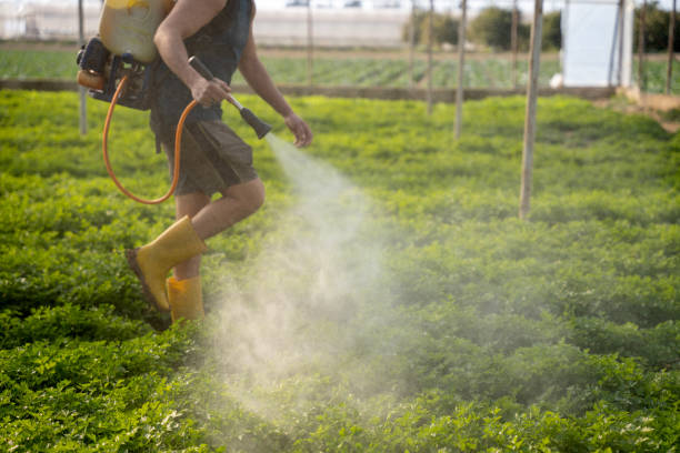 Professional Pest Control in Chelsea, MA