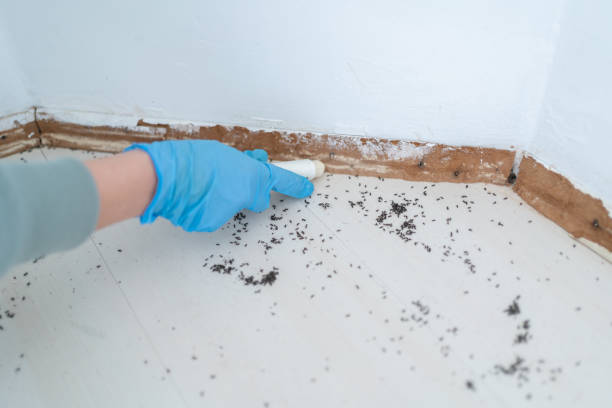 Best Wasp Removal Services  in Chelsea, MA